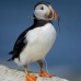 puffin_atlantic_msi_v_1544_can1165.jpg